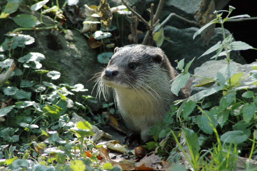 Fasanerie Wiesbaden lädt Tierpatinnen und -paten ein