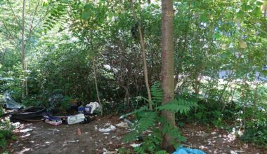 Nach BILD-Bericht: Berliner Junkie-Baum von Spritzen befreit | Regional