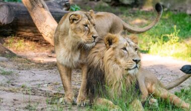 Trauer im Tiergarten Nürnberg: Löwin Aarany frisst ihren Nachwuchs | Regional