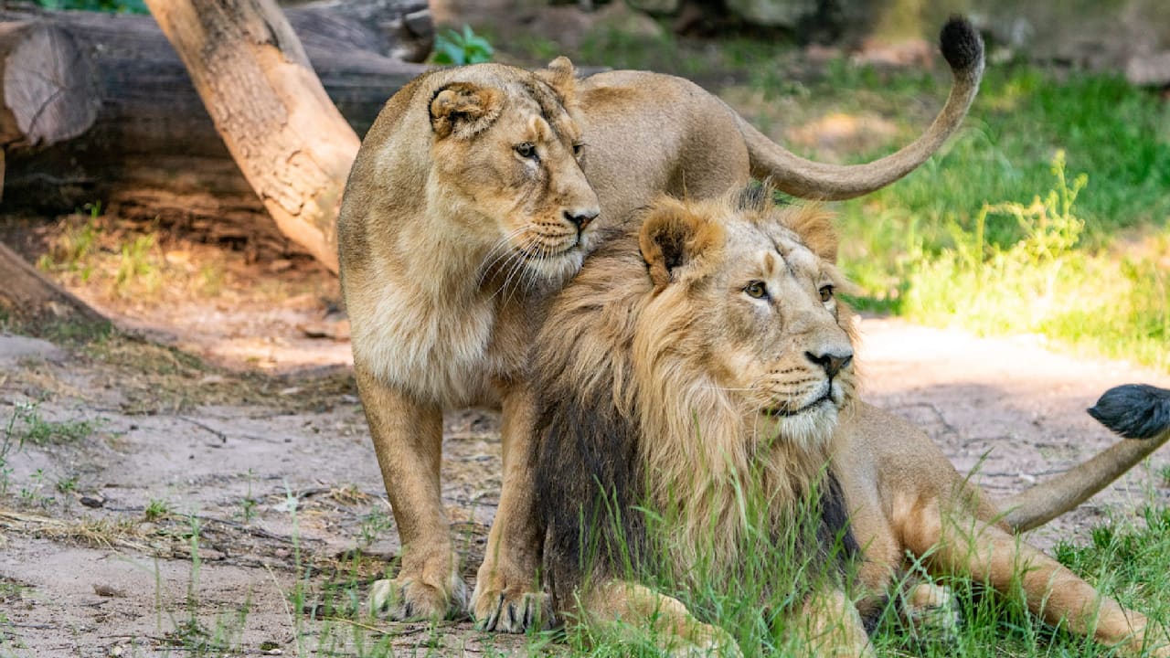 Trauer im Tiergarten Nürnberg: Löwin Aarany frisst ihren Nachwuchs | Regional