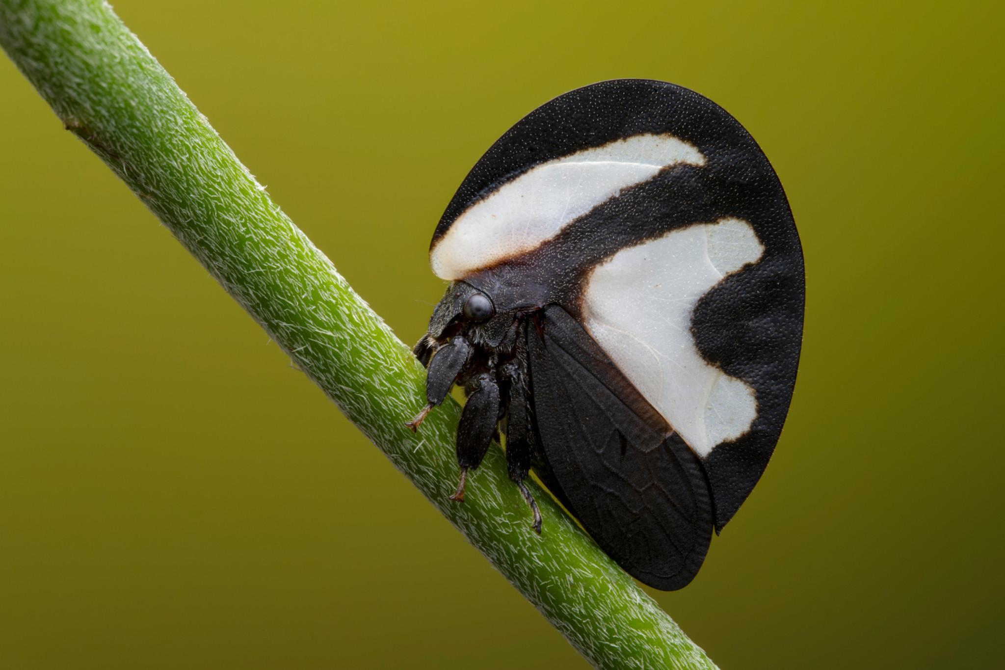 Nahaufnahme eines blattähnlichen Insekts mit schwarz-weissem Panzer auf einem grünen Stängel.