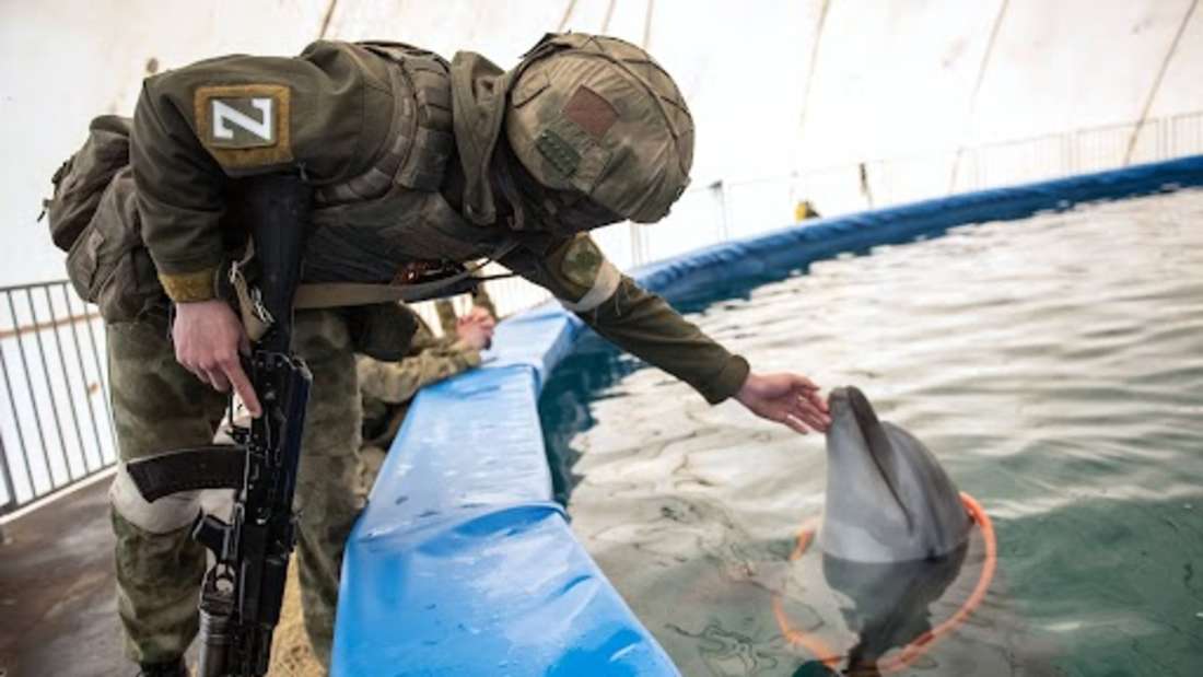 Delfine gelten gemeinhin als grazile, friedliebende Tiere. Trotzdem werden sie im Krieg eingesetzt. Auch Russland setzt im Ukraine-Krieg offenbar auf sie. Mögliche Aufgaben der Delfine: feindliche Taucher abzuwehren, Waffen aufspüren oder Minen gegen feindliche Schiffe abzusetzen.