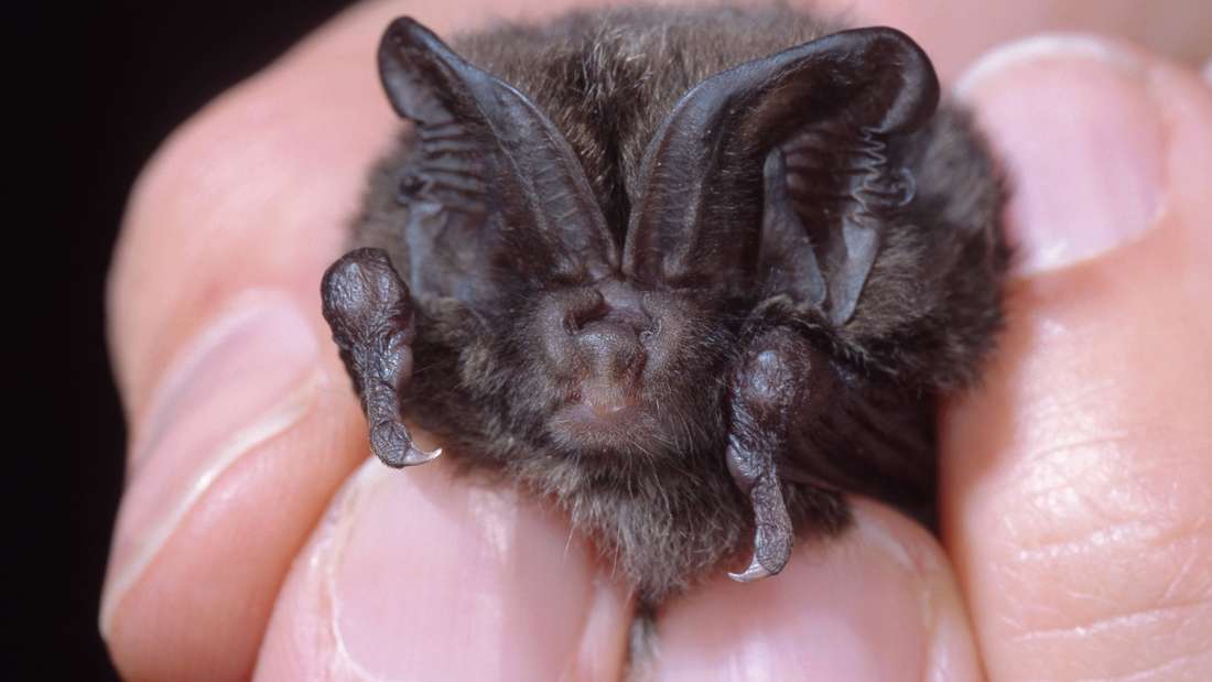 Mopsfledermaus (Barbastella barbastellus) in Hand
