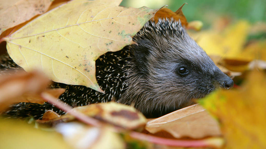 Die Laubschicht schützt Igel vor Winterkälte