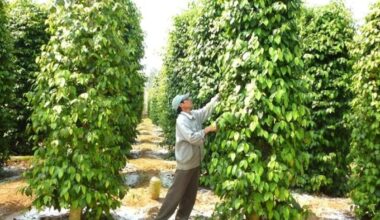 Vietnam.vn - Nền tảng quảng bá Việt Nam