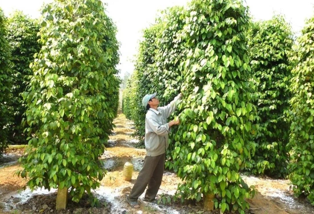 Vietnam.vn - Nền tảng quảng bá Việt Nam