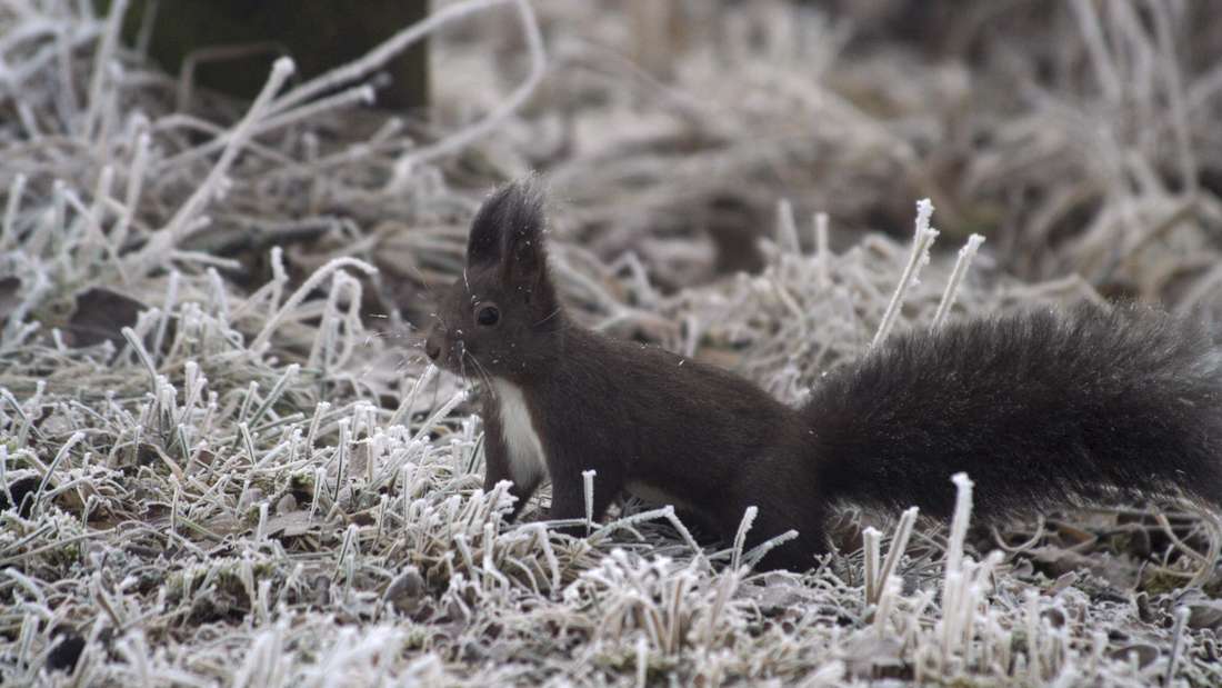 Eichhörnchen im Frost