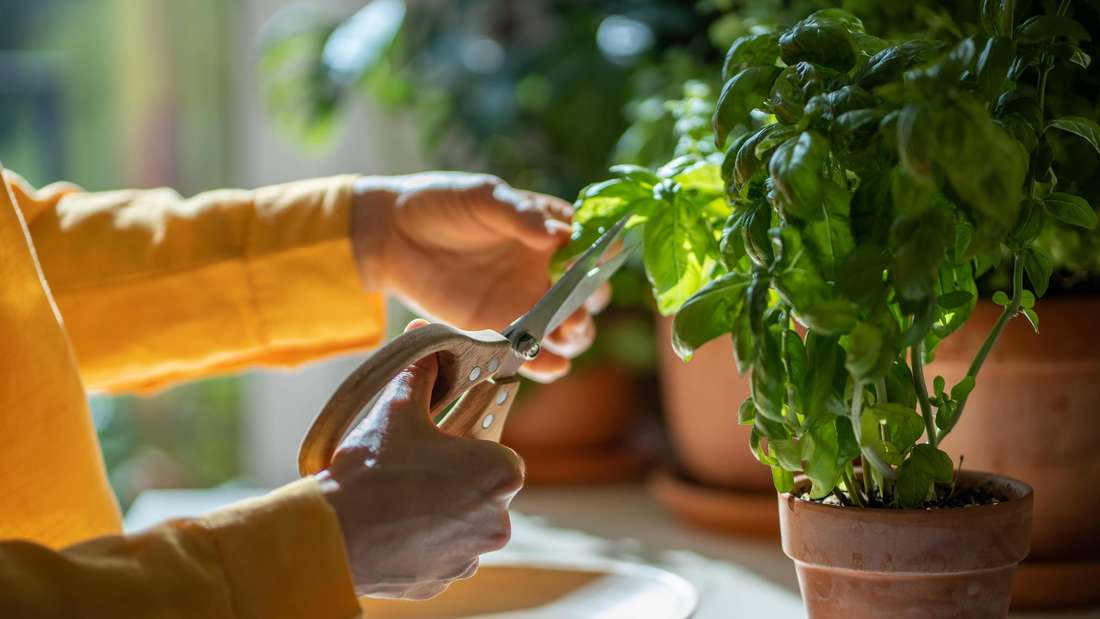 Mädchen schneidet frische Blätter von selbst angebautem Basilikum für das Kochen mit einer Schere. 