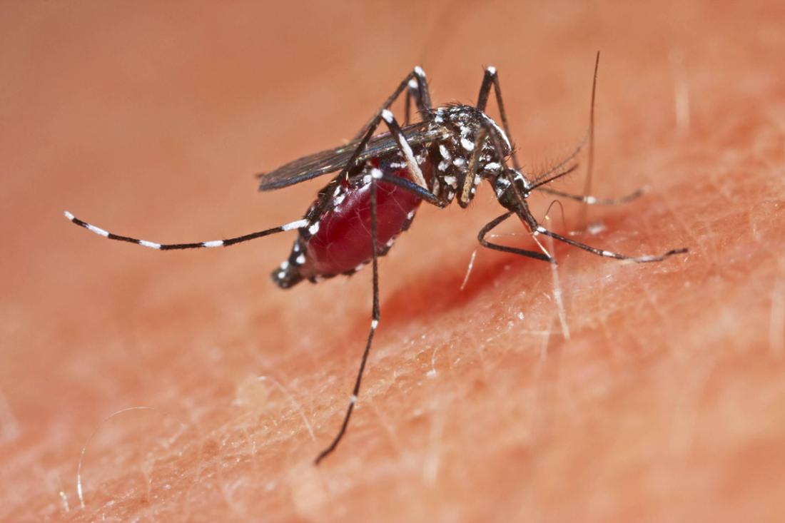 Asiatische Tigermuecke Tropische Tigermuecke Dengue Muecke Denguemuecke Zika Muecke Zikamuecke 