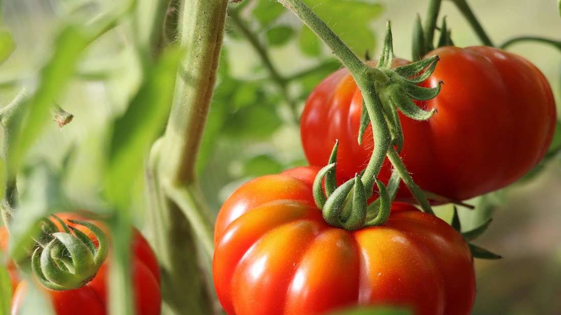 Fleischtomate