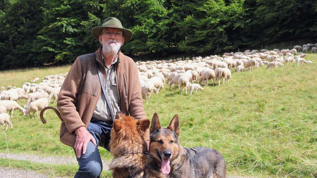 Meinolf Timmerberg mit seinen Hunden Fee und Bess, vor der Schafherde.
