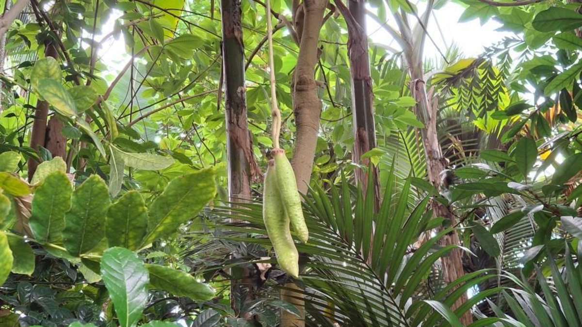 Kuriose Pflanze in NRW trägt zum ersten Mal Früchte