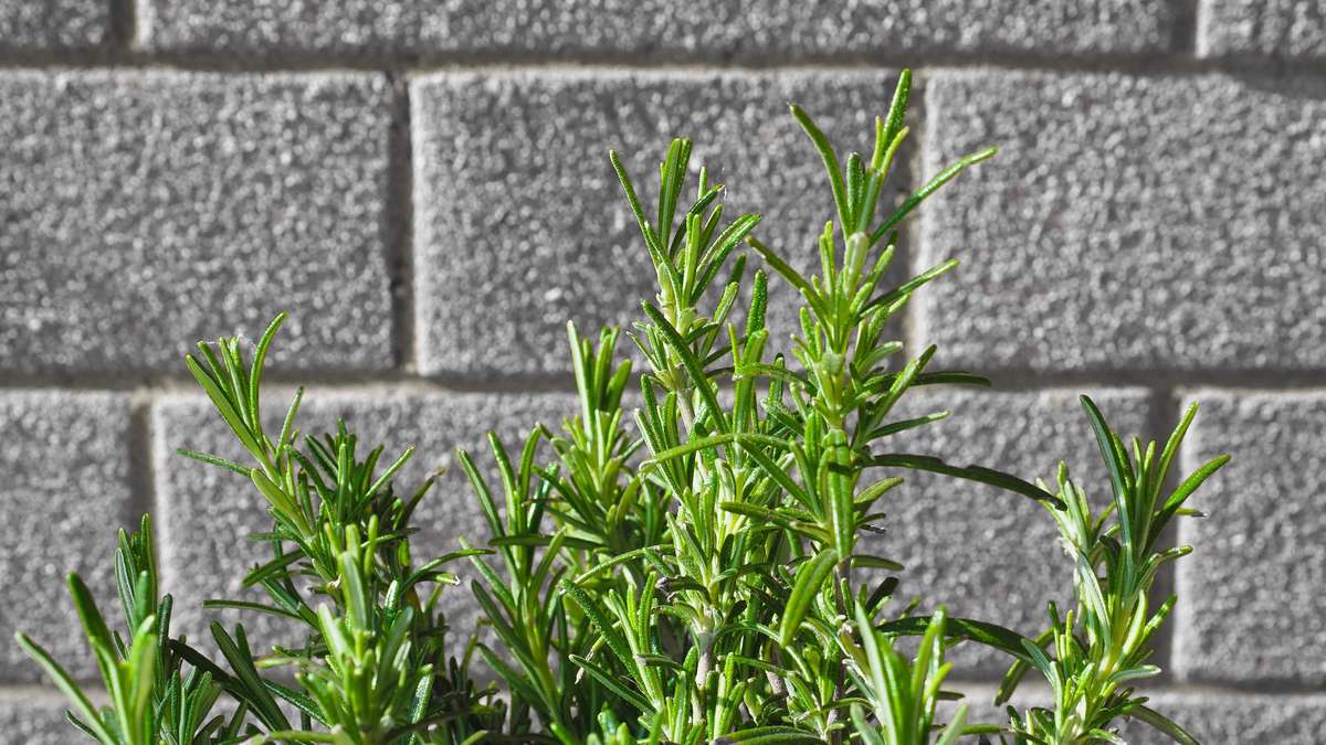 Pflanze, die dein Gehirn „reinigt“ und vor Alzheimer schützt