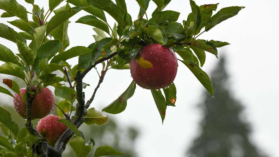 Frankfurt. 27.09.2020. Aepfel an einem Baum. Streuobstwiese am Mainaepplerhaus auf dem Lohrberg.  TAGESHONORAREinwilligung (nach DS-GVO) liegt nur muendlich vor.Veroeffentlichung nur zur aktuellen Berichterstattung, unter Beachtung des Medienprivilegs.Vereinbarung ueber Abtretung von Persoenlichkeitsrechten der abgebildeten Person(en), Model / Product Release liegt nicht vor. Foto: Renate Hoyer,Waldschmidtstr. 17,60316 Frankfurt. Tel. Mobil:0171-7992955. Frankfurter Volksbank IBAN: DE65 5019 0000 6500 9832 89.BIC:FFVBDEFF,  Steuernr.:014 829 04467