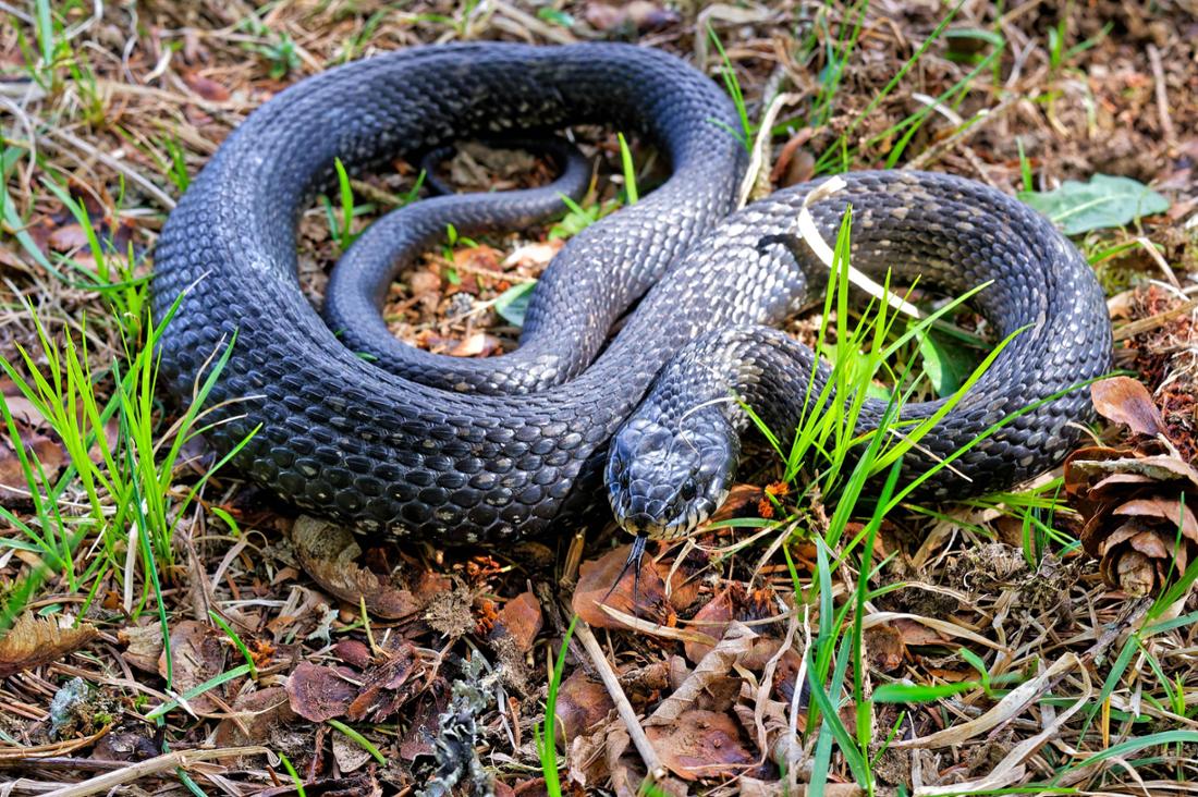 Eine schwarze Ringelnatter (natrix natrix)