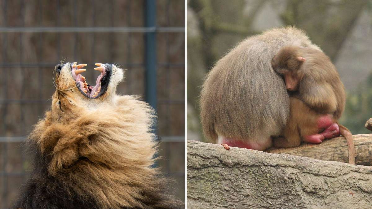 Tiergarten verfüttert Paviane ohne Kopf an Löwen