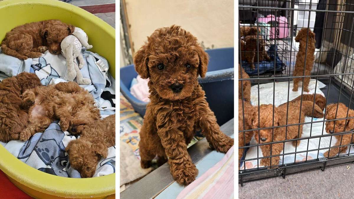 Tierheim päppelt kranke Welpen auf