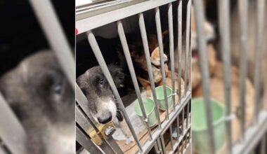 Zoll stoppt Hundetransport auf Autobahn in Bayern