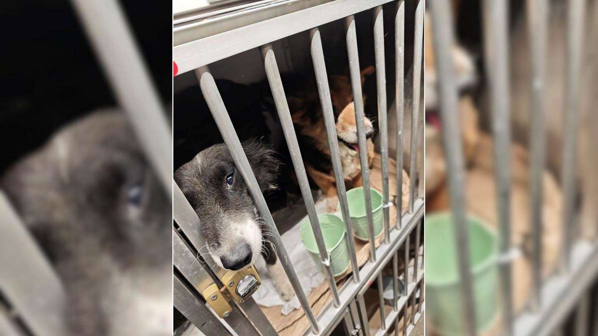Zoll stoppt Hundetransport auf Autobahn in Bayern