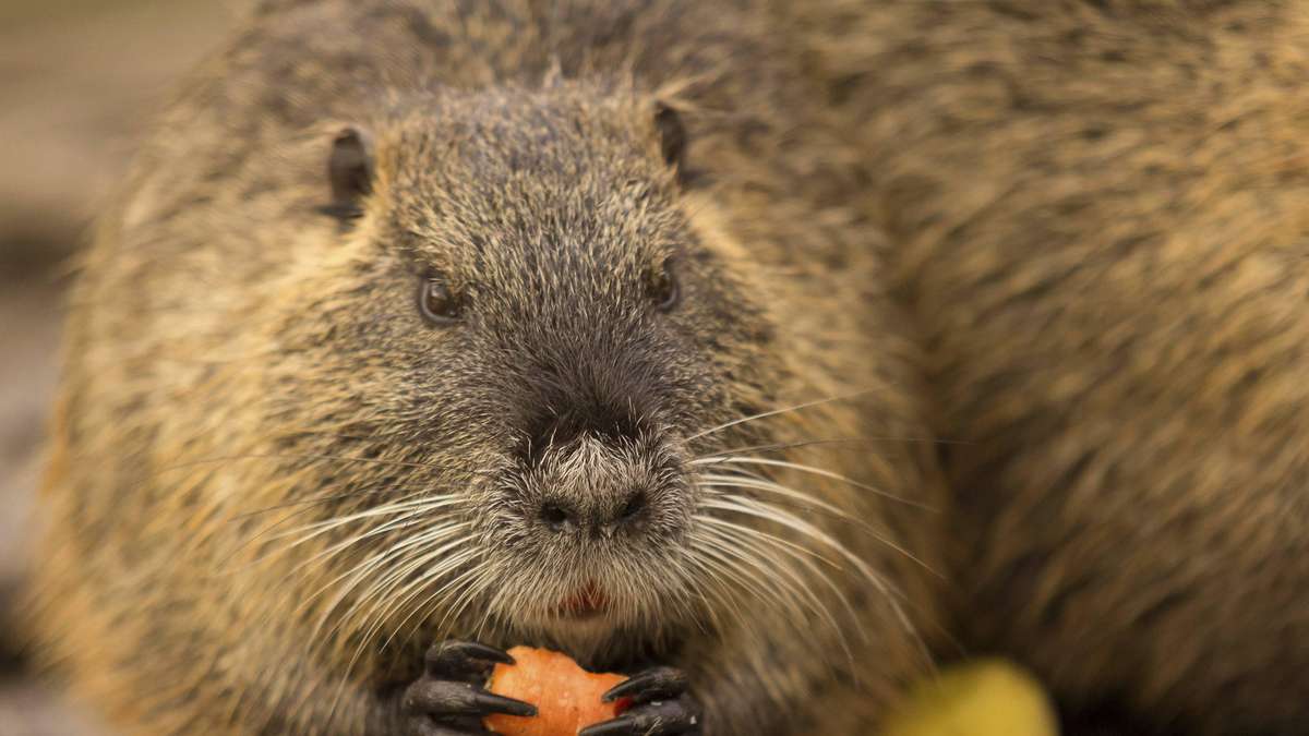 Invasive Nager werden in Deutschland zur Plage – „Gravierende Folgen“