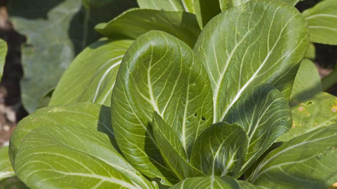 Chinesischer Blaetterkohl, Pak Choi.