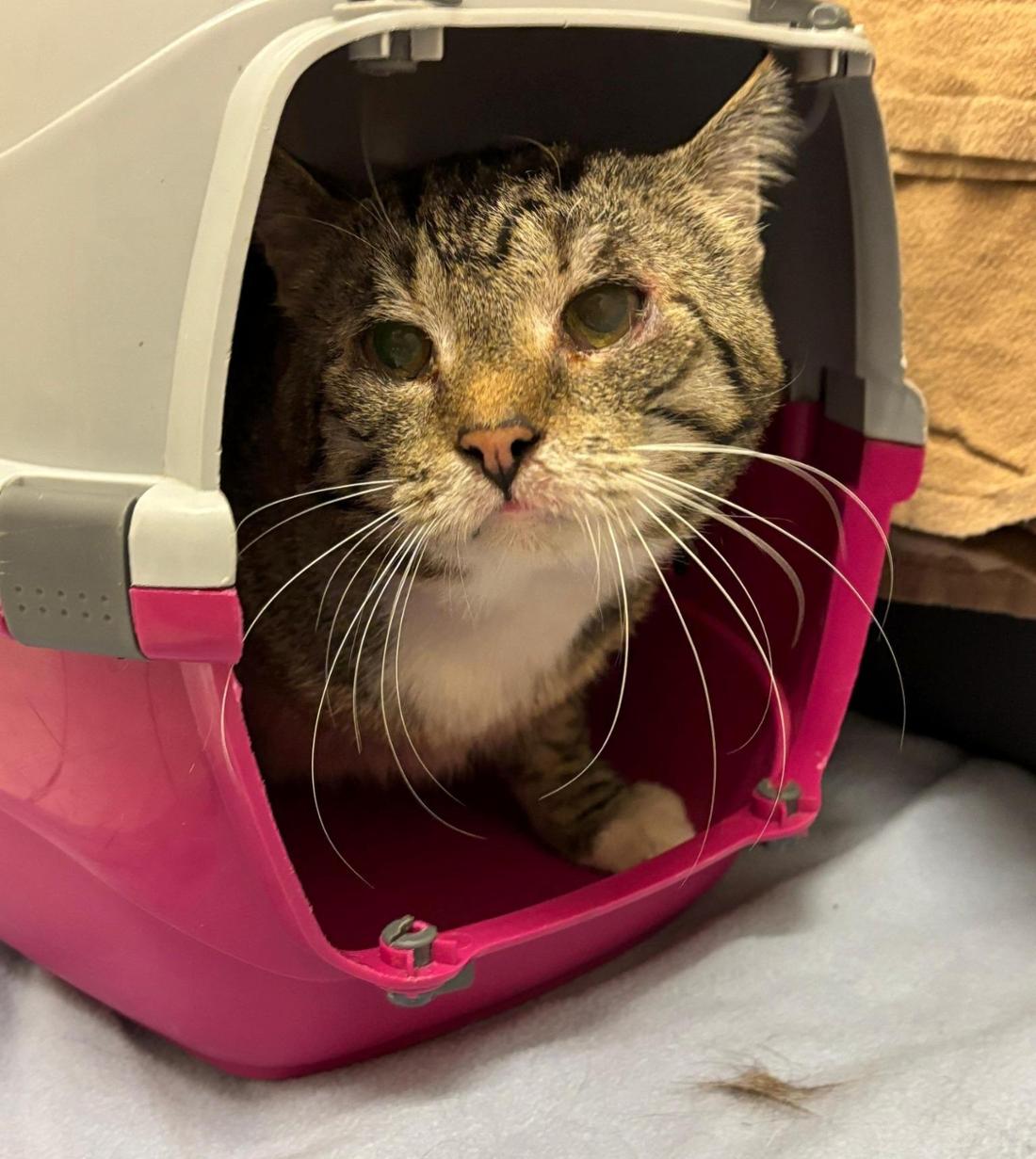 60 Katzen wurden unter katastrophalen Bedingungen aus einer Wohnung in Bonn gerettet.