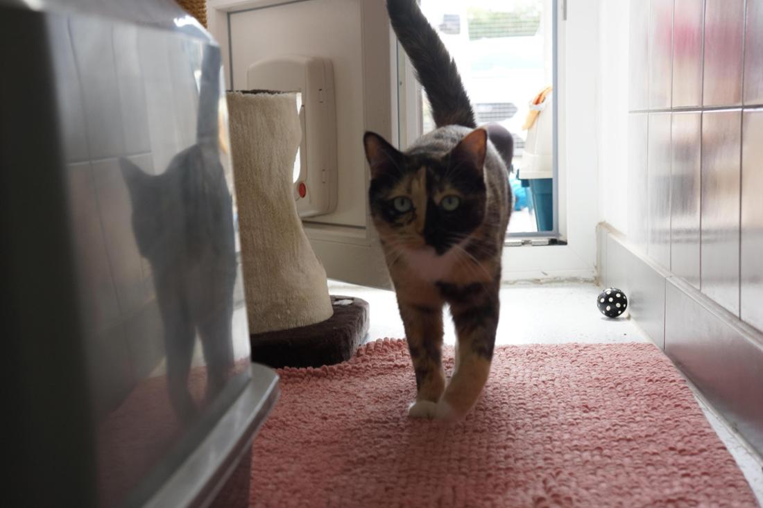 Katze