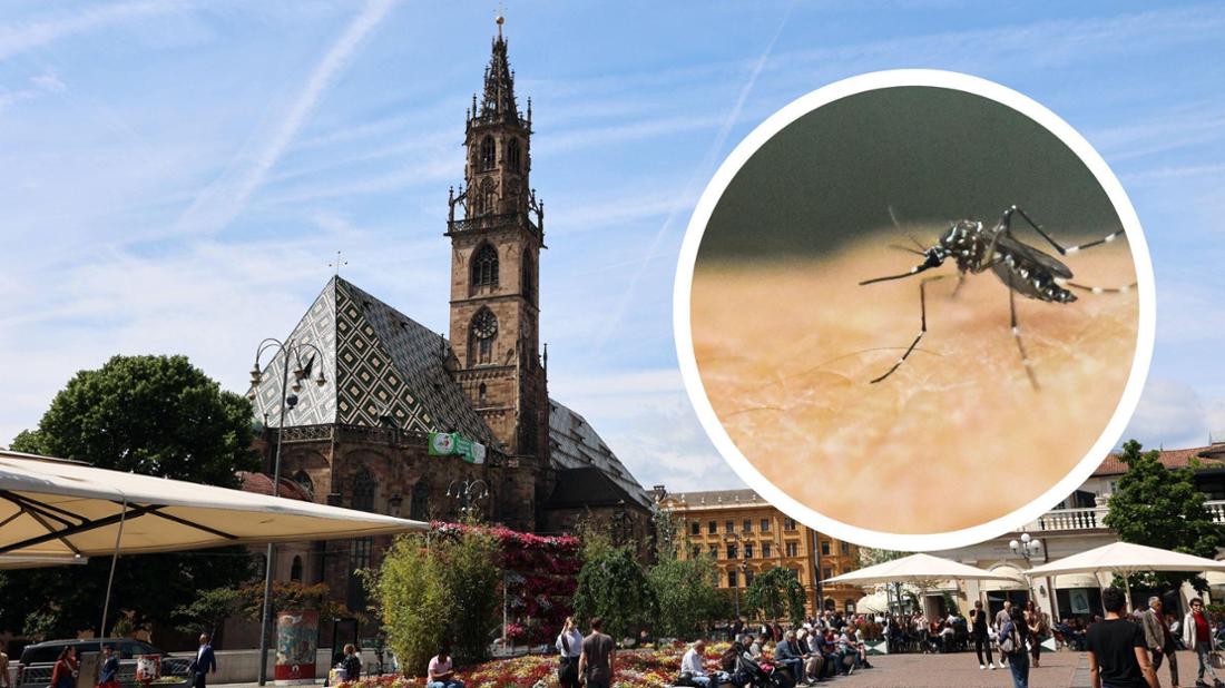 In Bozen gibt es einen bestätigten Dengue-Fieber-Fall. (Symbolbild)