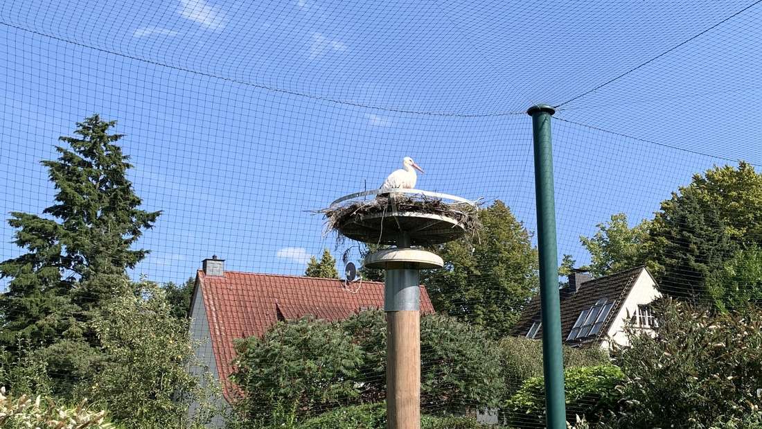 Besucher des Storchenerlebnisparks können Weißstörche in einer ihrem natürlichen Lebensraum nachempfundenen Anlage beobachten.