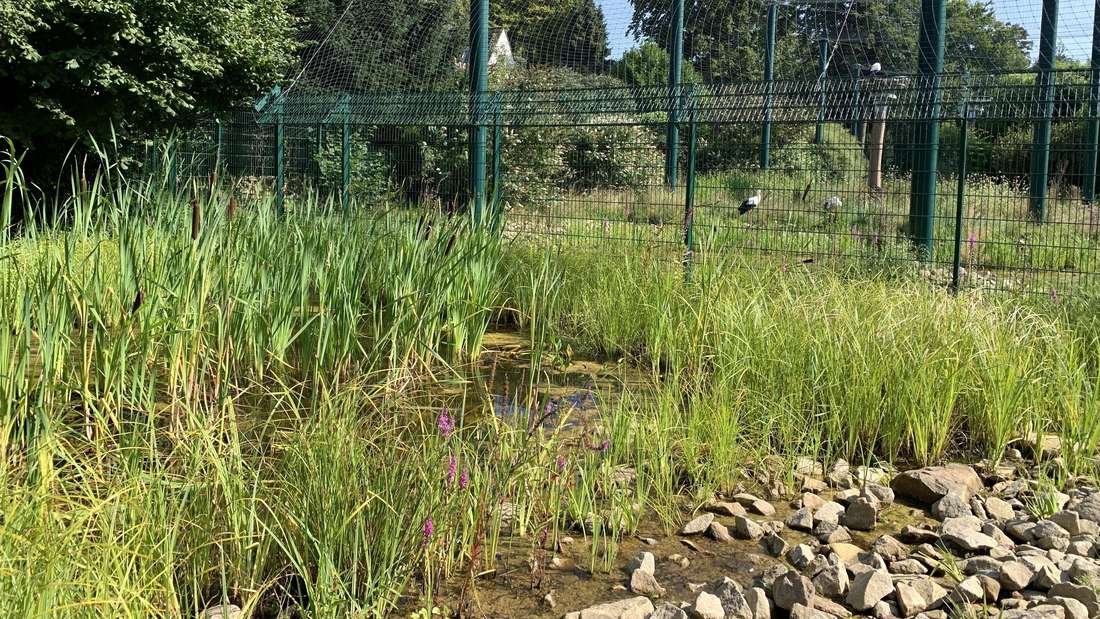 Auch ein Biotop samt Teich ist Teil des Storchenerlebnisparks in  Bochum.