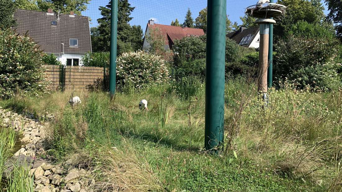 Der Tierpark Bochum entwickelte Konzept für den Storchenerlebnispark.