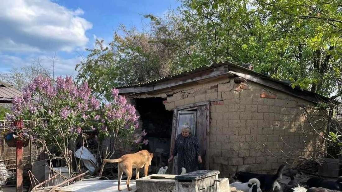 bof130825Tiernothilfe Ukraine Hunde.JPGMehr als 200 000 Streuner haben in der Ukraine bereits vor dem Krieg auf der Straße gelebt und waren Hunger, Krankheit und Wetter ausgesetzt.Foto: privat
