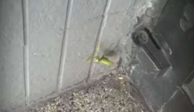 „Bisher hielt ich es für ein Gerücht“