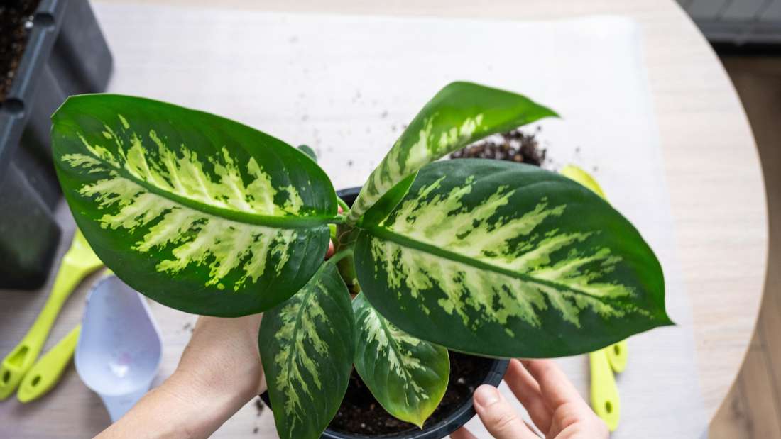 EIne Frau topft eine Dieffenbachia um.