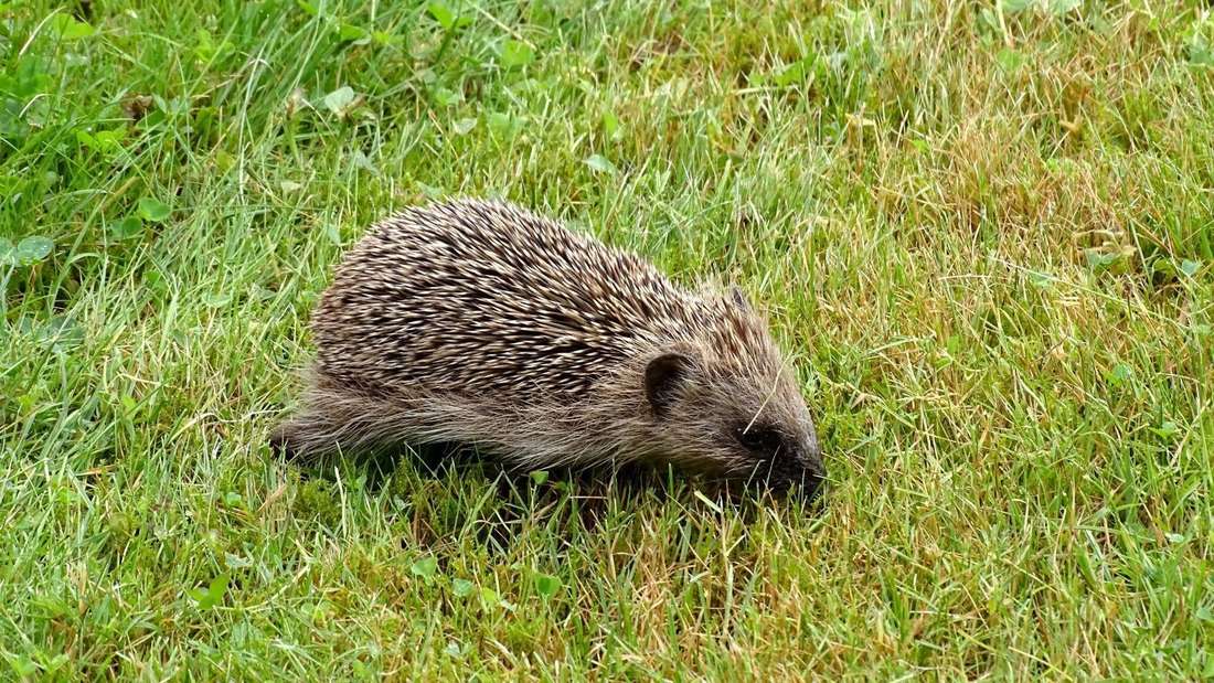 Auf einer Wiese ist ein Igel, der im Garten Hilfe und Schutz benötigen kann.