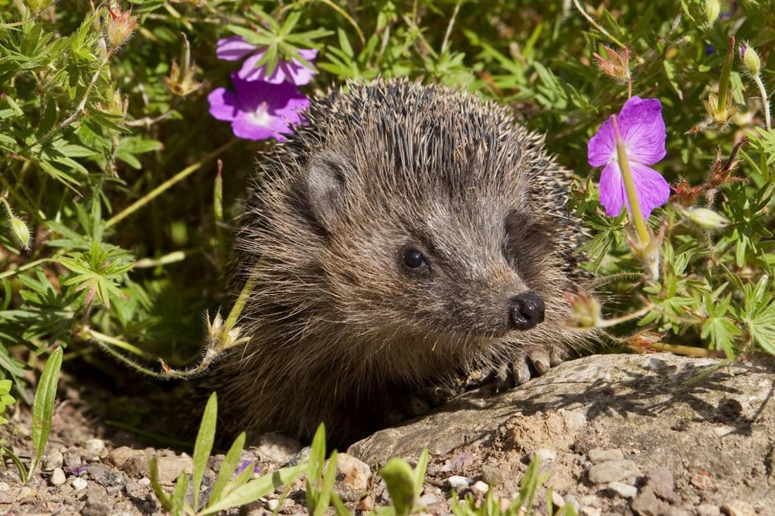 Auf einem Stein, umringt von Blumen ist ein Igel. Im Garten kann er Hilfe brauchen.