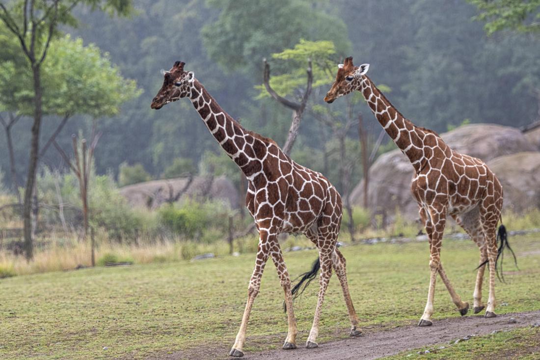 Netzgiraffen in einem Zoo. Die Weltnaturschutzunion (IUCN) – ein Dachverband mehrere Umweltorganisationen – hat nun offiziell anerkannt: Es gibt vier verschiedene Giraffenarten. 