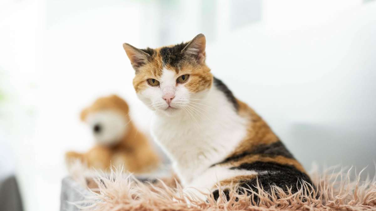 Tierheim sucht verzweifelt Zuhause für kranke Katze