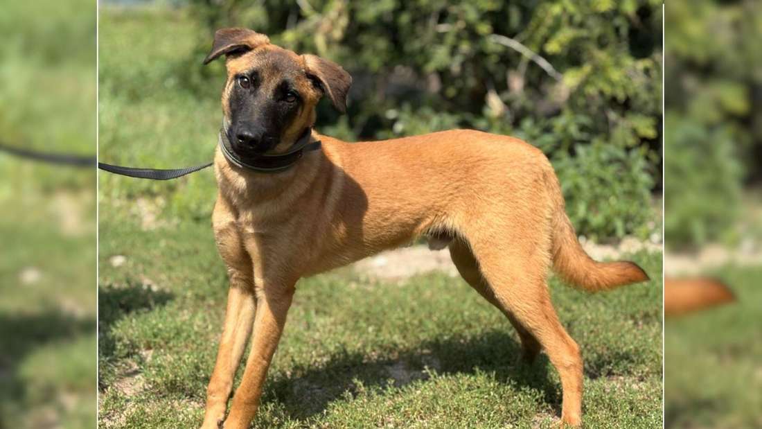 Hund Malinois
