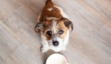Hund erkrankt an seltenem Leiden – und kann nur aufrecht fressen