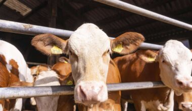 Skandal um Bayerns größten Milchbauern: erste Konsequenzen