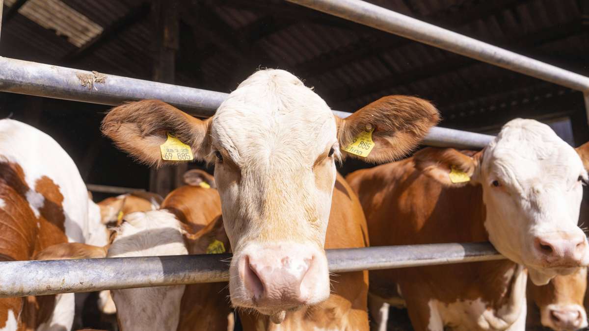 Skandal um Bayerns größten Milchbauern: erste Konsequenzen