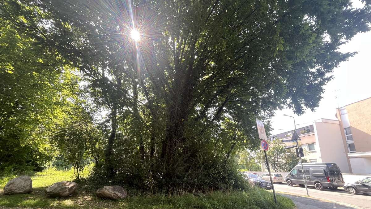 München: Ärger im Busch - Unerlaubtes Nacht-Lager besorgt Anwohner