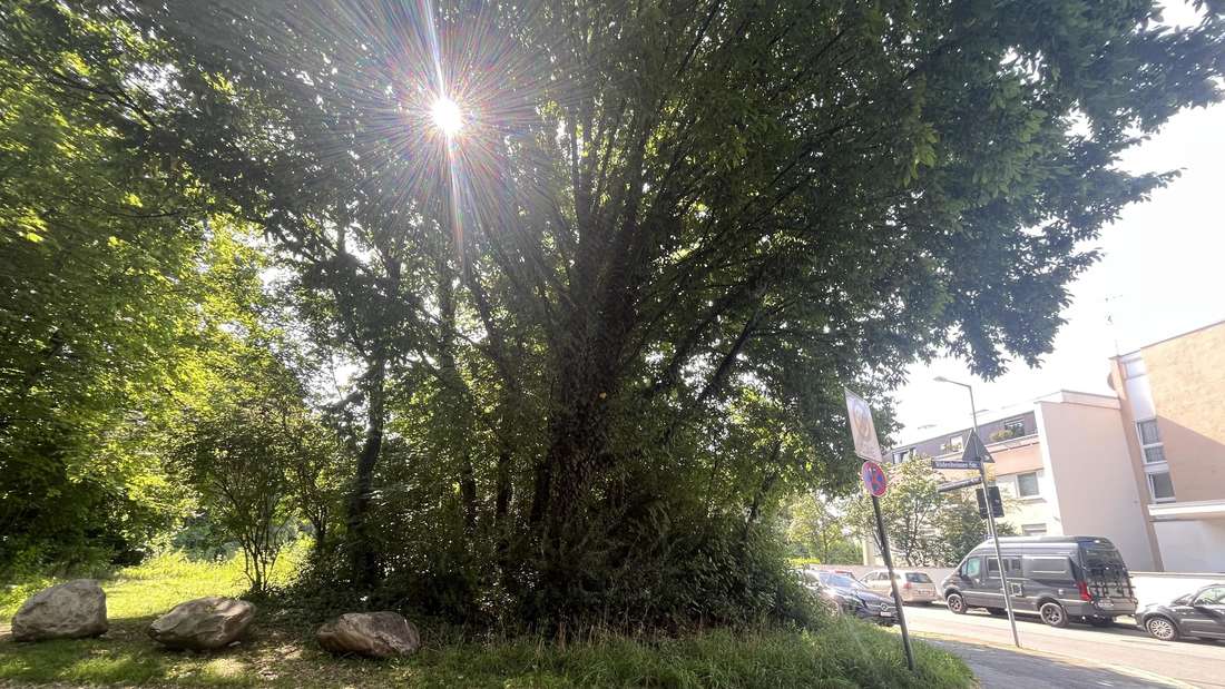Grünstreifen an der Siegenburger Straße