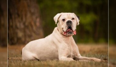 Tierheim Nürnberg sucht Zuhause für Hund Samurai