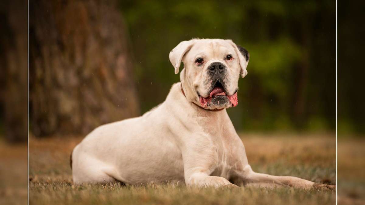 Tierheim Nürnberg sucht Zuhause für Hund Samurai