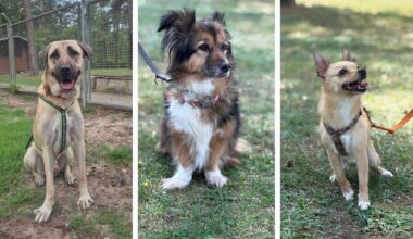Diese Hunde aus dem Nürnberger Tierheim suchen ein neues Zuhause