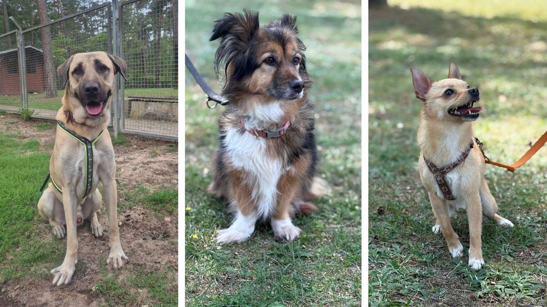 Tierheim Hunde