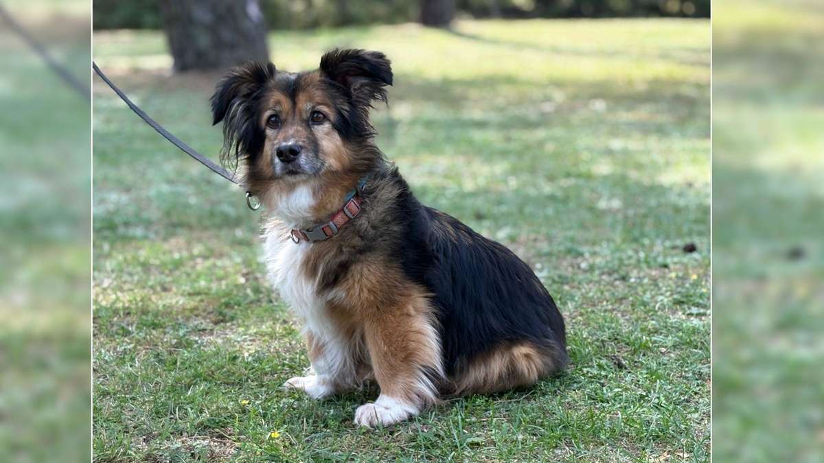 Tierheim sucht Zuhause für Hündin