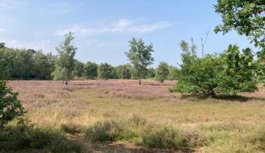 Wo das Moor so gar nicht schaurig ist
